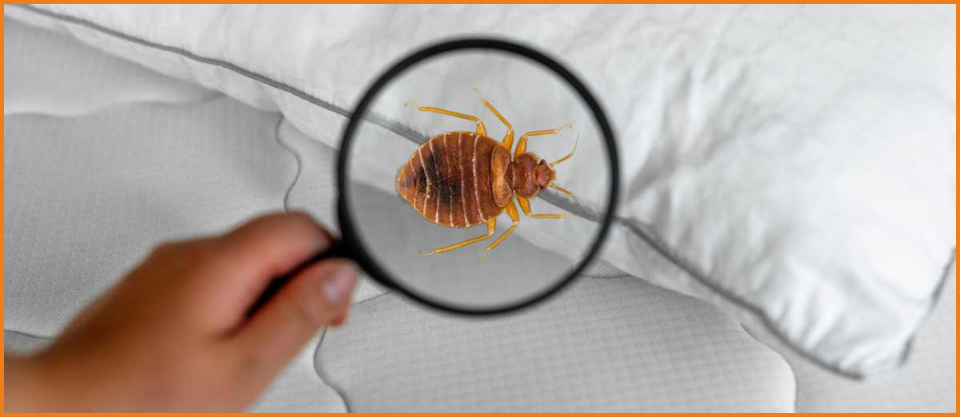 bed bug