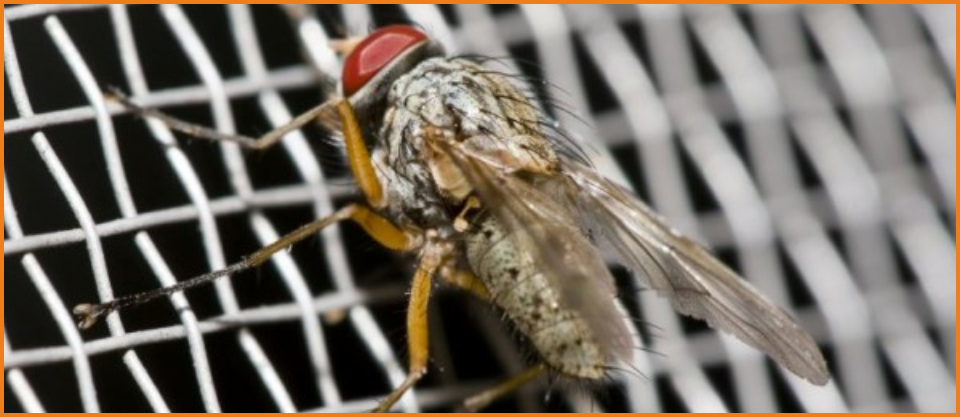 Fly control