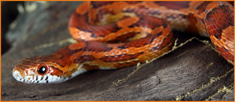 Snake control
